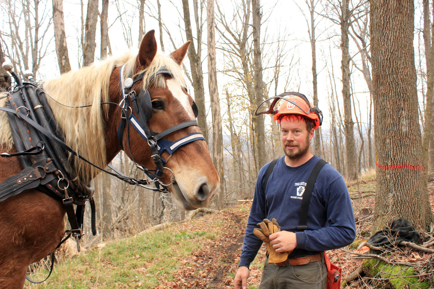 Horse logging used at Woodland Park